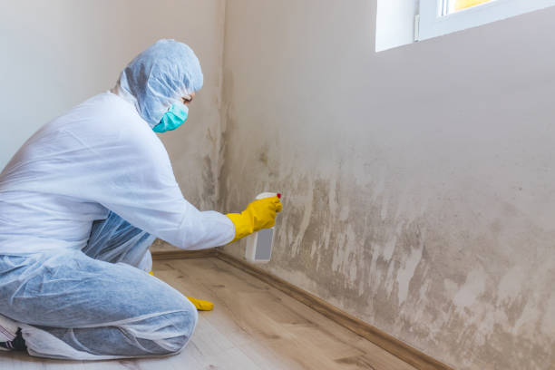 Licensed Crawl Space Mold Removal service in Clear Brook, VA - WQB Mold Removal