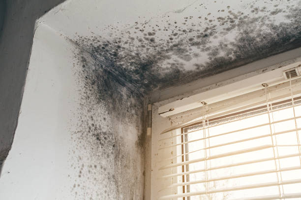 Affordable Crawl Space Mold Removal solutions in Clear Brook, VA